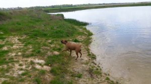Джесси. Собака боксер купается. Jessie. Boxer dog.