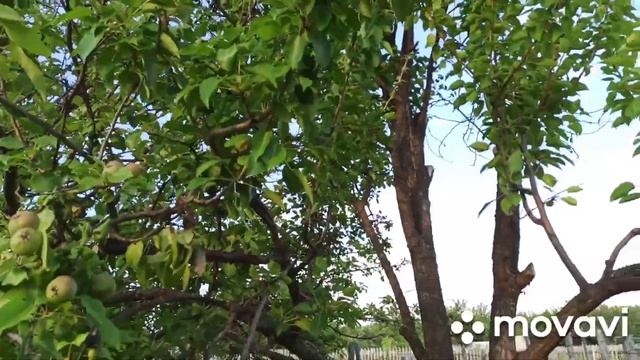 Наша Дача/Что посадили..?что растет на огороде.. смотреть онлайн