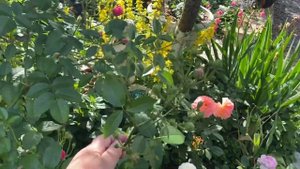 Роза Эльмшорн???