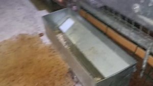 Автономный курятник. Три дня без присмотра.