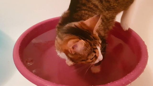 кошка-картошка смотреть онлайн