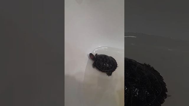 Я только черепаху смотреть онлайн