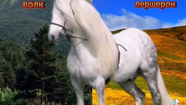 лошадь против волка смотреть онлайн