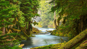 Расслабляющие звуки природы, нежное пение птиц и журчание ручья, снятие стрессов ✦ relax ✦ sounds of