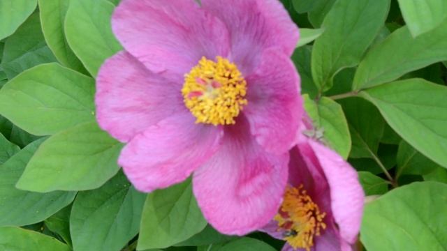 Огромный шмель на весенних цветах смотреть онлайн