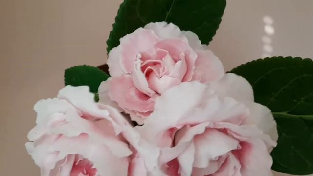 Глоксиния АК-Pink Beauty/Пинк Бьюти смотреть онлайн