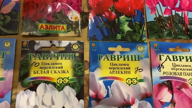 Цикламены сеем семенами. Выращиваем в домашних условиях цикламены. 2022г