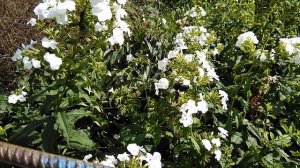 Опасное насекомое!(Синий шершень.)