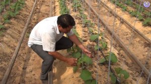 Как правильно подвязывать огурцы на нить, тепличный шпагат? (19-08-2018)