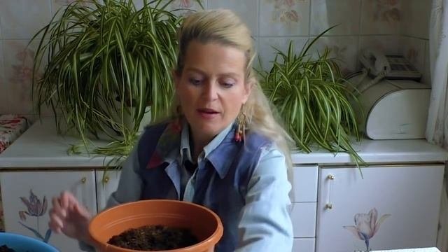 Многолетники из корневищ и многолетники из луковиц. Как посадить и как подготовить к посадке.