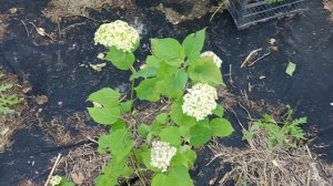 Гортензія Лайм Рікі. Hydrangea arborescens Lime Rikki