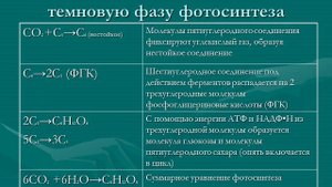 Темновая фаза фотосинтеза
