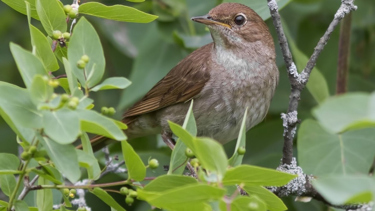 Соловьиная роща смотреть онлайн