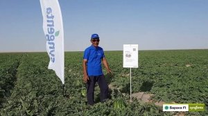 Барака F1 | Арбуз | Сингента