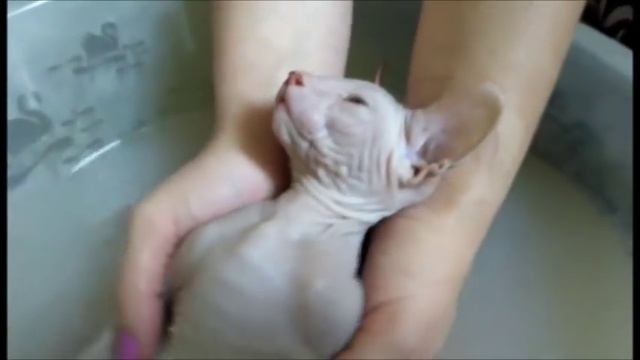Котенок сфинкс любит купание \ Sphynx loves swimming