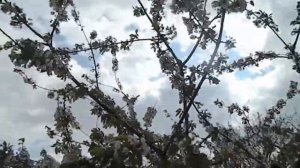 черешня Василиса  // Черешня Василиса (Черешня Vasilisa). Краткий обзор