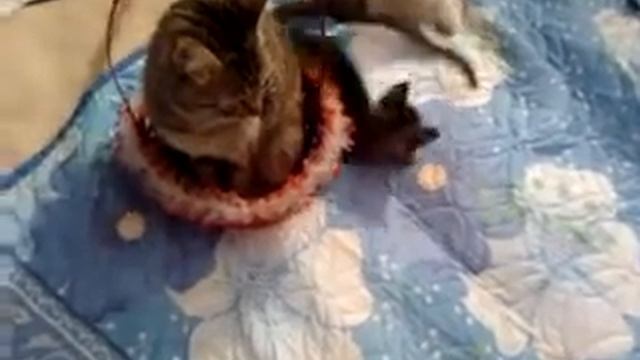 Котята смотреть онлайн