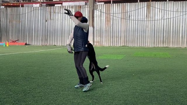 Бордер Колли Брина & Света Тимошина: Секреты дрессировки: Танцы с собакой. Часть 5. 06.11.2023г смотреть онлайн