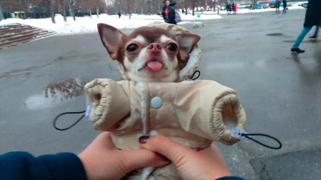 Необычная прогулка с собакой. #СЛЕДУЙЗАФОНДЮ смотреть онлайн