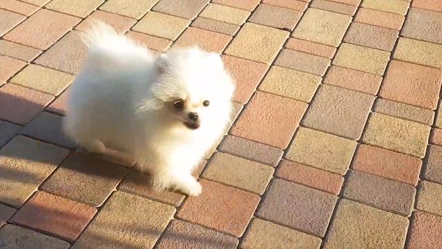Мини белый померанский шпиц. Tiny white Pomeranian. Www.elitdog.com смотреть онлайн