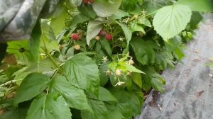 обзор урожая малины Красная Гвардия Фазенда Дрезна
