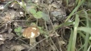 Божонка. Поездка в Новгородскую обл.(июль15 г)