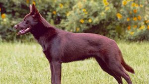 Все породы собак.Австралийский келпи (Australian Kelpie)