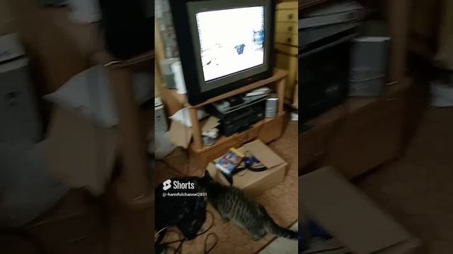 кот смотрит мультик.... удивительное рядом. смотреть онлайн