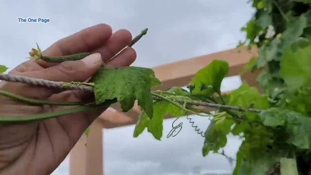 My favourite 10 Easiest way to grow vegetables at Home/Garden смотреть онлайн