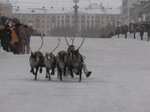 ВОРКУТА. Гонки на оленях 2010