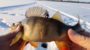 ЧТО МОГЛО ПОЙТИ НЕ ТАК ⁉️  #окунь #блеснагвоздь #perch #pike #койра