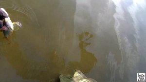 НИМФИНГ на пруду. Проводка для мухи. Плотва делает свечку!!!