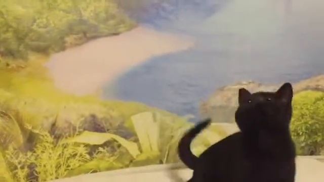 Британский чёрный котёнок. Питомник House Arletta British