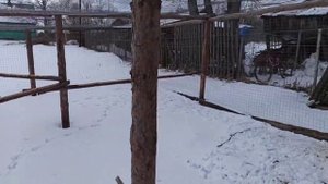 Эксперимент удался/ Индейка села на гнездо/ С индюком прощаемся!