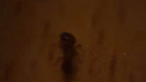 Самка фараонового муравья