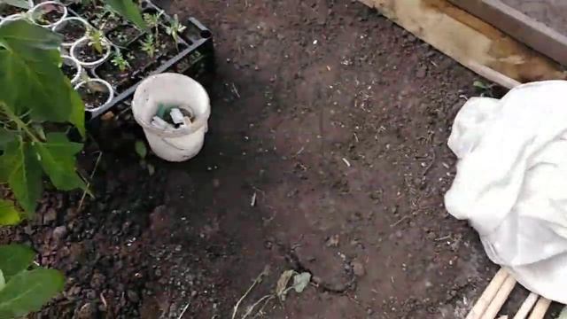 Томаты, огурцы и перцы в одной теплице