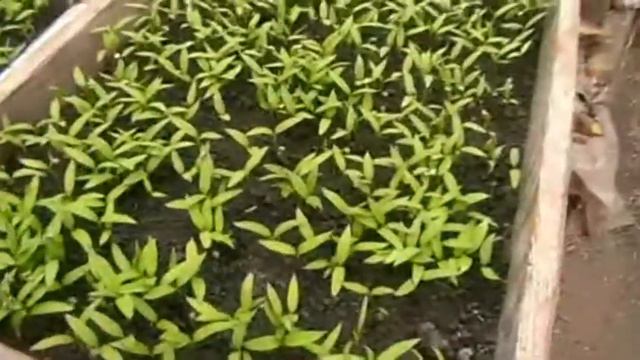 Как вырастить рассаду в теплице ч 1 смотреть онлайн