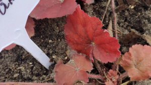 Как выглядит гейхера Northern Exposure Amber весной