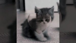 почему котикам компьютеры не нравится — песня