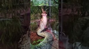 Snake eats chicken/ змея ест курицу