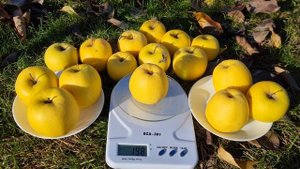 Яблуня Голден Делішес Рейнджерс