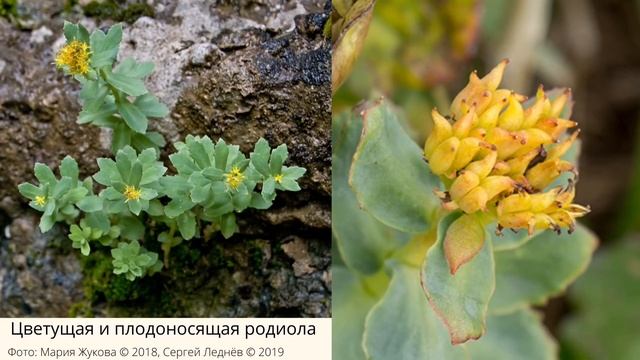 Растения-краснокнижники. Топ-10 самых редких растений Республики Башкортостан