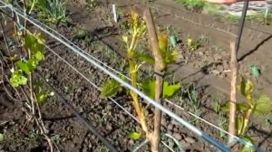 11 — Зелёные операции на кусте 4 го года