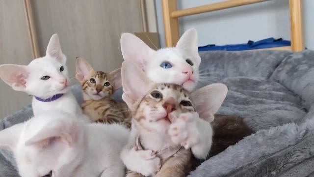 ориентальные разноглазые котята