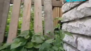 Коломяги / «Малые родины большого Петербурга»