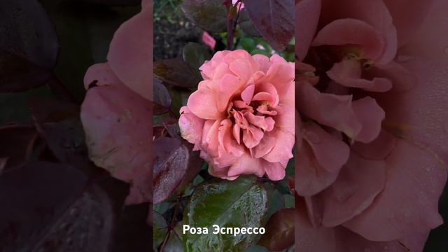 Роза Эспрессо / rose Espresso японская