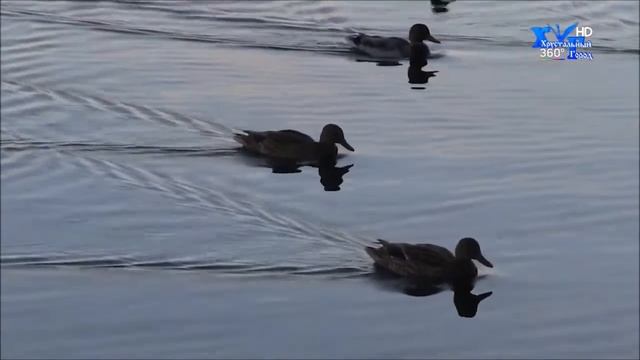 День города, правда и вымысел! смотреть онлайн