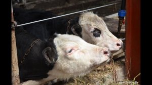 Содержание КРС на ферме. КФХ Дмитрия Барбашина