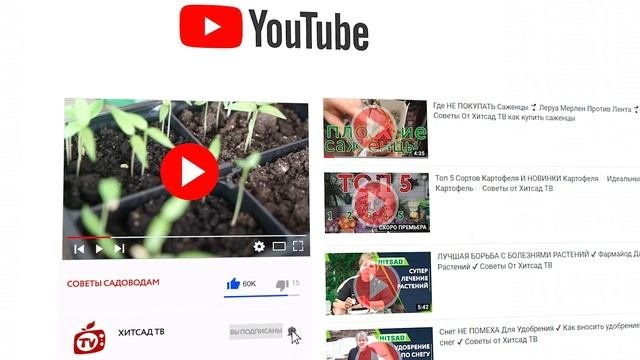 Во что сажать рассаду ✔️ Стаканчики для рассады
