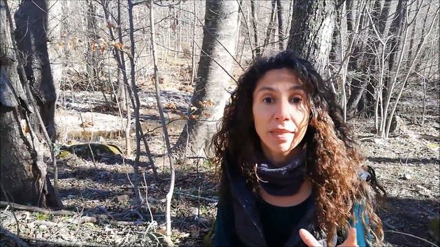 Galanthus nivalis смотреть онлайн